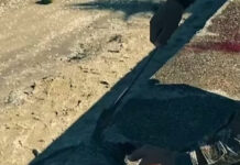 Cerca de 50 arraias são encontradas mortas em praia de Itaguaí; autoridades investigam possível relação com pesca irregular