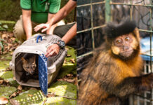 CACHORRO-DO-MATO E MACACO-PREGO SÃO DEVOLVIDOS À NATUREZA NO PARQUE NACIONAL DA TIJUCA