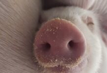 Vetanco anuncia vencedora do 3º Concurso Fotográfico Bacon Lovers